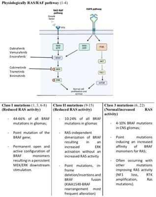 Implications of BRAF V600E mutation in gliomas: Molecular considerations, prognostic value and treatment evolution